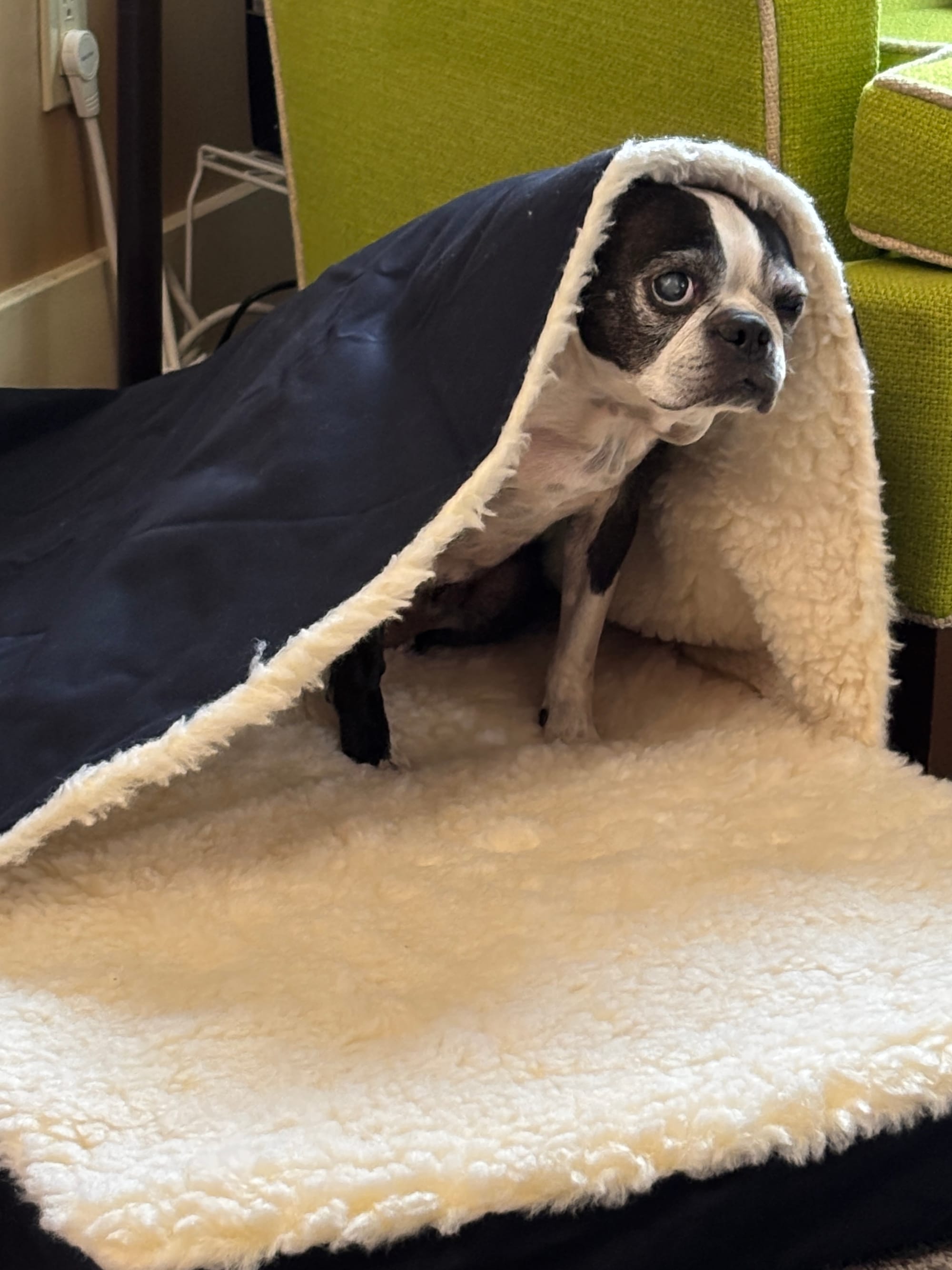 an elder Boston Terrier sits inside a cave bed